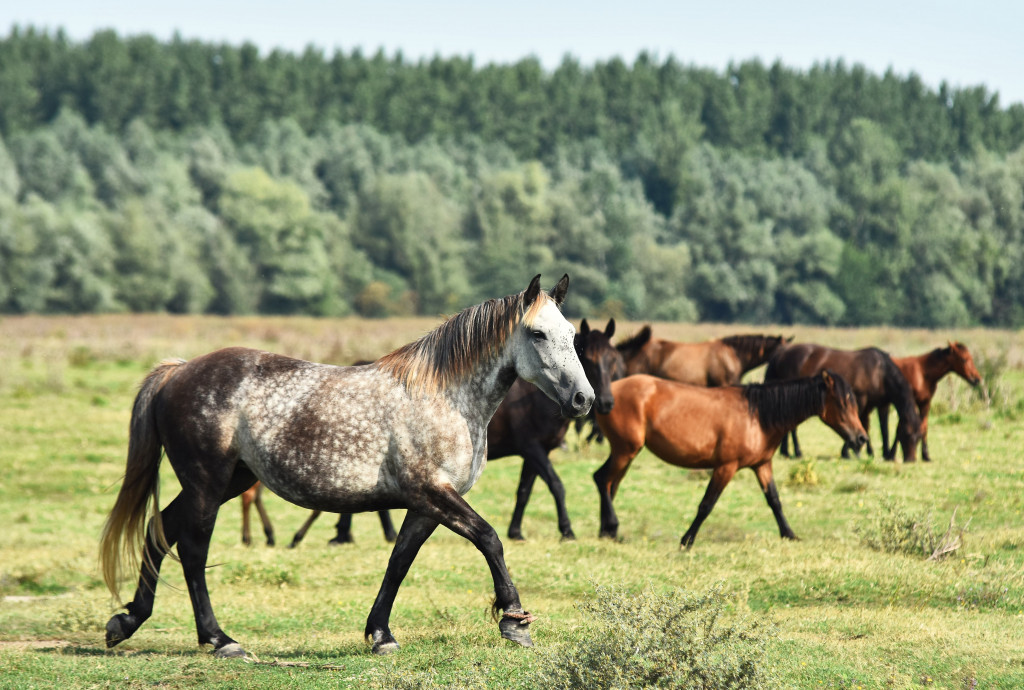 SRPSKI SAFARI NA SAT VREMENA OD BEOGRADA Ostrvo na kom živi preko 500 životinja i tek po koji čovek kao idealna destinacija za jednodnevni izlet (FOTO)