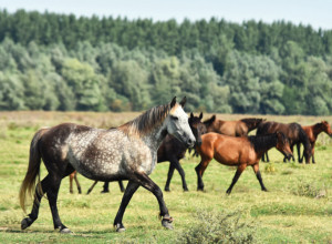 SRPSKI SAFARI NA SAT VREMENA OD BEOGRADA Ostrvo na kom živi preko 500 životinja i tek po koji čovek kao idealna destinacija za jednodnevni izlet (FOTO)