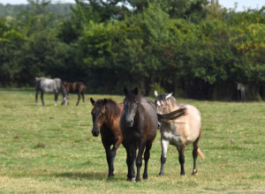 VEŠTICE SE PLAŠE KONJA? Ima nekoliko starih verovanja, a jedno je vrlo živo i danas