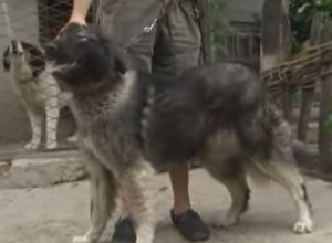 ODLIČAN KUĆNI LJUBIMAC Zašto je srpski pastirski pas zapostavljen?