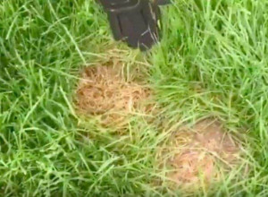 BUDITE OPREZNI Ako primetite ovo u svojoj bašti - ne kosite travu(VIDEO)