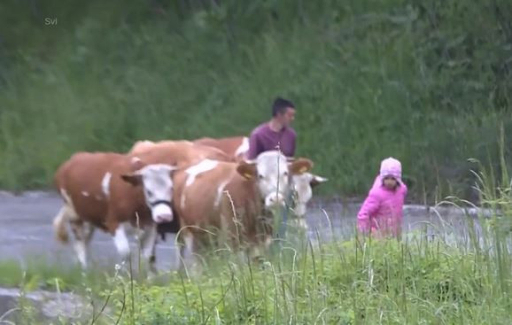 TIJANA (9) JE KAO I SVE DEVOJČICE, SAMO ŠTO VODI RAČUNA O ČETIRI KRAVE: Mala pastirica putuje svakog dana 8 km do škole, odličan je đak, a želi samo jedno