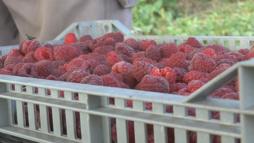 KOLIKO KOŠTAJU PRVE MALINE Prodaju se u malim kutijicama od 200 grama kao da su kavijar