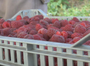 Teško vreme za srpsko crveno zlato? Sve manje maline se izvozi, a smanjena potražnja za ovim voćem i u zamrznutom stanju
