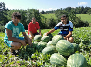 KAKO DA IZABERETE SLATKU LUBENICU Najbolji način da se sazna da li je lubenica zrela jeste po jakoj boji na samoj šari, a može se videti i drugom metodom