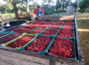 Samo jedna hladnjača ponudila 250, ostale stale na 200 dinara: U Prijepolje stiglo 500 berača crvenog zlata (FOTO)