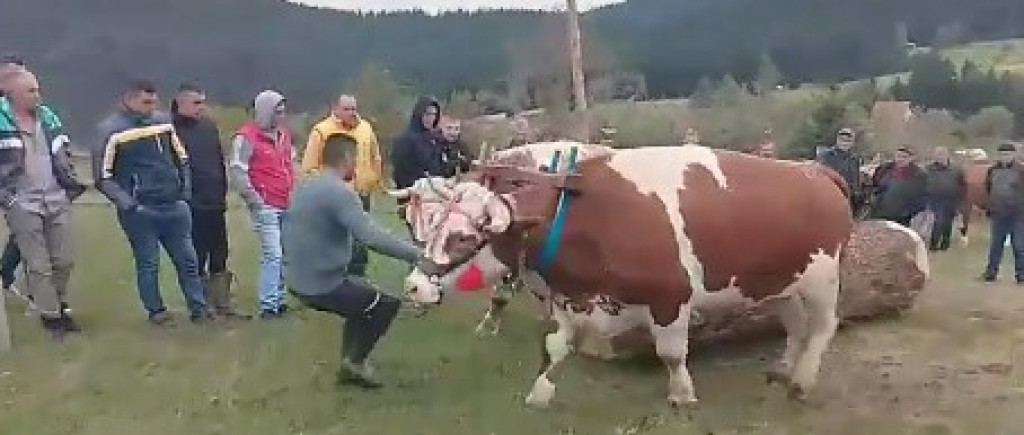 NEOBIČAN SABOR - ČOBANSKA ZANIMACIJA Povlačenje konopca, vuča na vlaci, skok u dalj...,a izabrana i "Mis Zlatara"