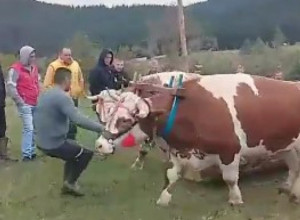 NEOBIČAN SABOR - ČOBANSKA ZANIMACIJA Povlačenje konopca, vuča na vlaci, skok u dalj...,a izabrana i "Mis Zlatara"