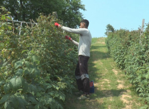 Visok je i snažan, bere po 60 kilograma malina dnevno: Nauvin iz Indije bere crveno zlato u selu Trešnjevica kod Arilja, brzo je postao omiljen i atrakcija među meštanima (FOTO)