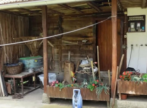 KUĆU, VAJAT, 7 HEKTARA I 400 STABALA VILJAMOVKE DAJE JER DECE NEMA: I 20.000€ preko! A zauzvrat traži samo jedno! Evo gde je kuća