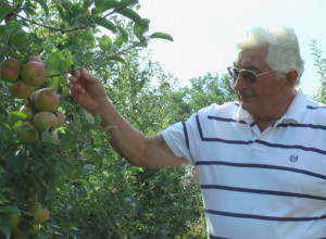 Čuveni voćar i pčelar iz sela Banjica otkriva kako ispravno upotrebljavati pesticide da srpske voćke ne bi doživele sudbinu breskvi na hrvatskoj granici