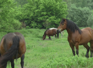 Nestala kobila Viola na teritoriji sela Prislonica kod Čačka: Nalazaču sledi nagrada od 2.500 evra
