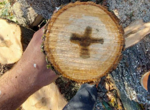 Dragoljub iz Goričana presekao drvo klena i ukazao mu se krst, ovakav Božiji znak ne pamte ni najstariji meštani u selu