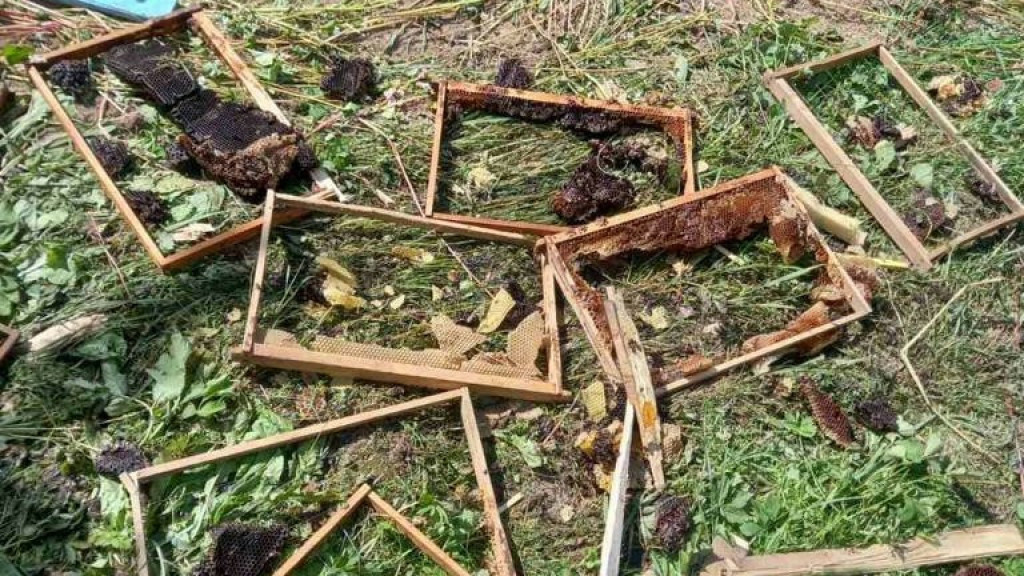 Medved svaku noć dolazi i uništava mu košnice, krupna životinja nikoga i ničega se ne boji