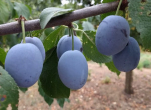 Pićemo rakiju od prošle godine, šljiva je sada duplo manje: Loši vremenski uslovi desetkovali rod ovog voća, pozni prolećni mraz ih uništio