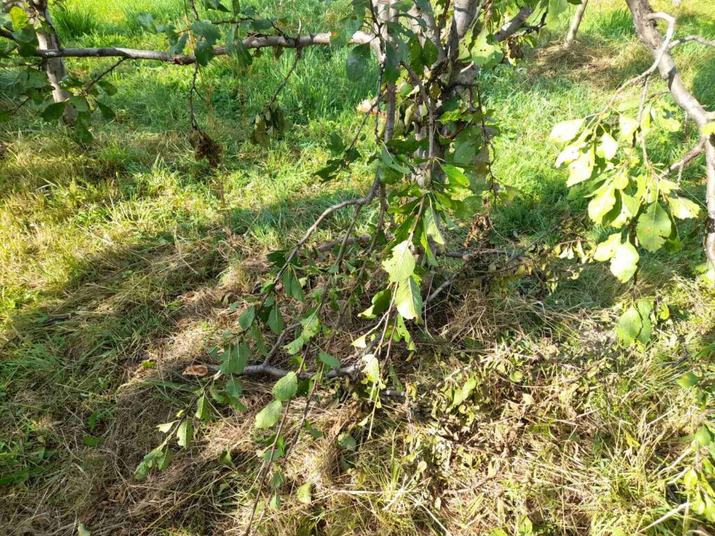 Šumska zver domaćinu obrala sve zrele šljive što su rodile i polomila stabla
