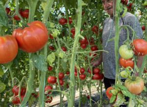 Kod Himza iz Prijepolja rađa džinovski čeri paradajz koji može da obere jedino sa merdevina, gram semena - 100 evra