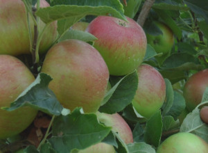 ŽELITE DA SAZNATE KO ĆE VAM BITI MUŽ ILI ŽENA: Evo nekih običaja koje su naše bake primenjivale