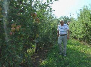 Prvoklasna 30, a padalica samo osam dinara po kilogramu: Berba jabuka u selima zapadne Srbije u punom jeku