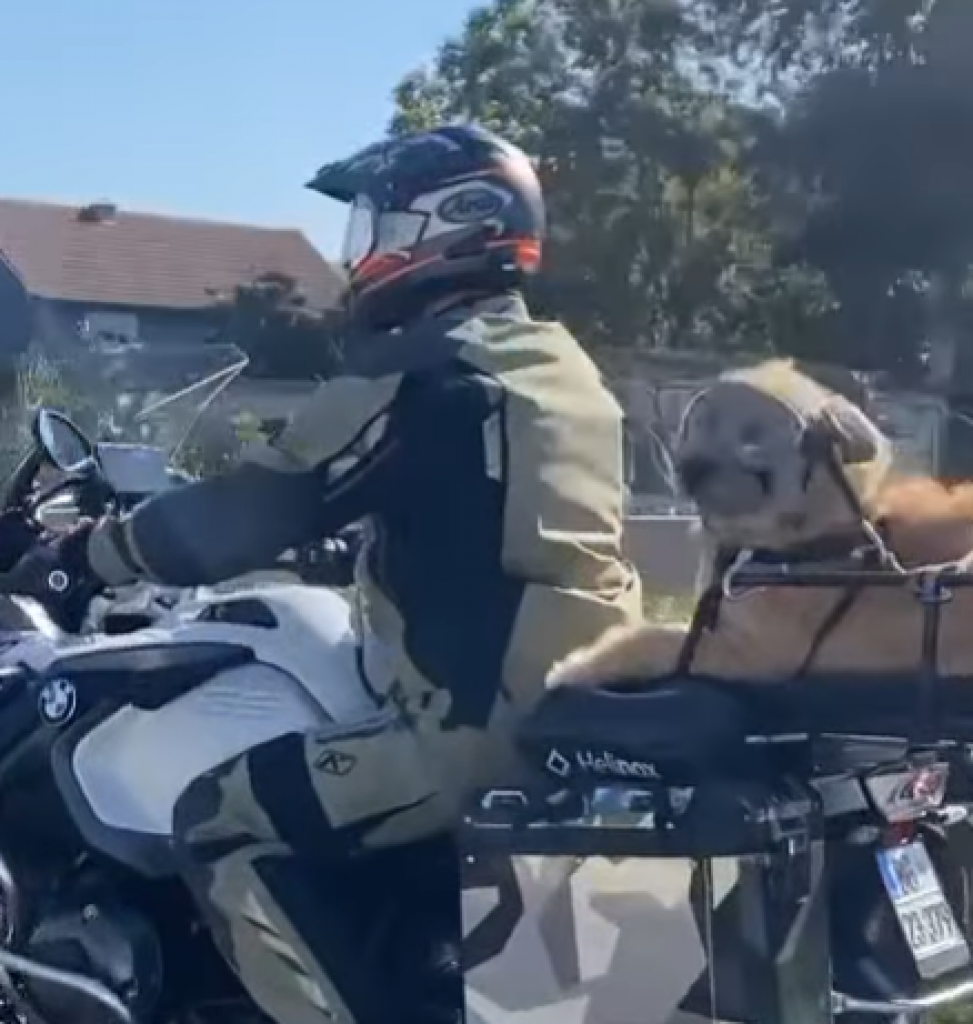 HIT SNIMAK ODUŠEVIO SRBIJU Beograđanin provozao psa na motoru, a tek da vidite kako je pas obučen (VIDEO)