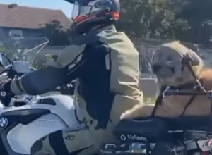 HIT SNIMAK ODUŠEVIO SRBIJU Beograđanin provozao psa na motoru, a tek da vidite kako je pas obučen (VIDEO)