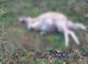 Vasilije ostao bez sedam ovaca za jednu noć, jeziv dogadjaj kod Nove Varoši