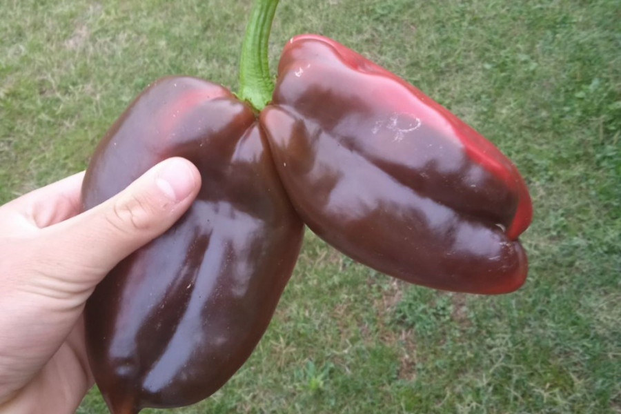 Đorđe iz Šumadije pronašao nesvakidašnji plod paprika, biznakinje uprkos težini i krupnoći čvrsto stoje na jednoj peteljci
