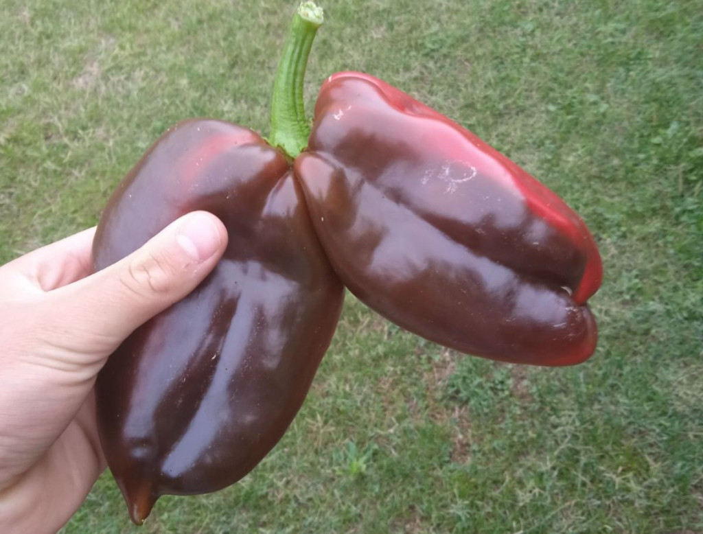 Đorđe iz Šumadije pronašao nesvakidašnji plod paprika, biznakinje uprkos težini i krupnoći čvrsto stoje na jednoj peteljci