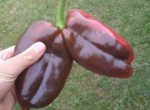 Đorđe iz Šumadije pronašao nesvakidašnji plod paprika, biznakinje uprkos težini i krupnoći čvrsto stoje na jednoj peteljci