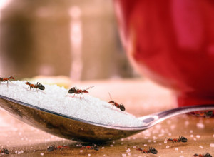 Kako da se rešite mrava jednom zauvek? Najefikasniji trikovi da ih oterate iz doma, sa terase, pa čak i iz dvorišta