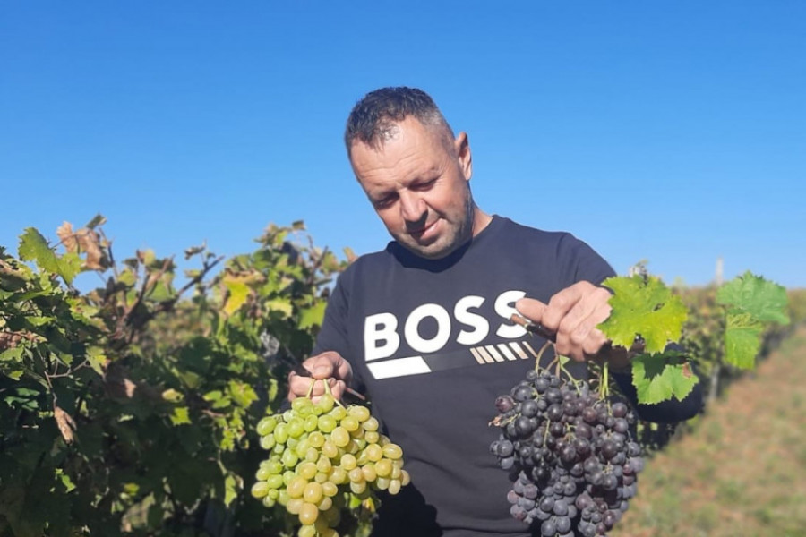 Nenad i njegov sin ostali na porodičnom imanju i bave se vinogradarstvom: Deset tona grožđa prve klase prodali su ove godine