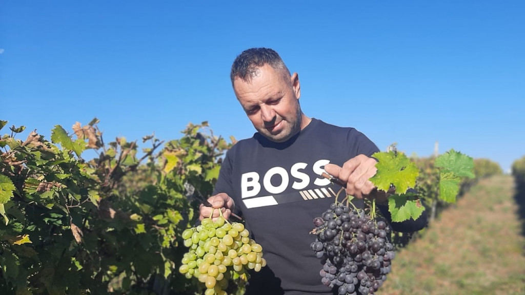 Nenad i njegov sin ostali na porodičnom imanju i bave se vinogradarstvom: Deset tona grožđa prve klase prodali su ove godine