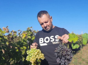 Nenad i njegov sin ostali na porodičnom imanju i bave se vinogradarstvom: Deset tona grožđa prve klase prodali su ove godine