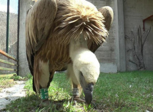Apolon se vraća kući, beloglavom supu se izgubio svaki trag u Izraelu ali sada je snimljen u Bugarskoj