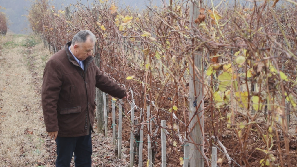 Vino iz Topole već godinama se služi u biznis klasi na letu za Njujork: Dragan se vratio iz Kanade i posadio retku sortu grožđa u srpskoj Toskani (FOTO)