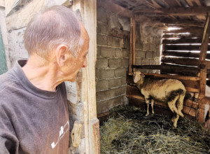 Ovo ne pamte ni najstariji meštani: Usred zime zmija otrovnica u selu Negbine ujela i usmrtila ovcu
