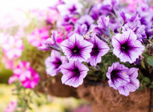 KAKO DA VAM PETUNIJE CVETAJU U SLAPOVIMA? Iskusni baštovani imaju 4 tajne za saksiju punu pupoljaka