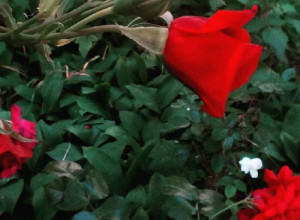 IMA NAJLEPŠE DVORIŠTE: Milena iz Zlakuse odnela laskavu pobedu, sve vredne domaćice su je želele (FOTO)