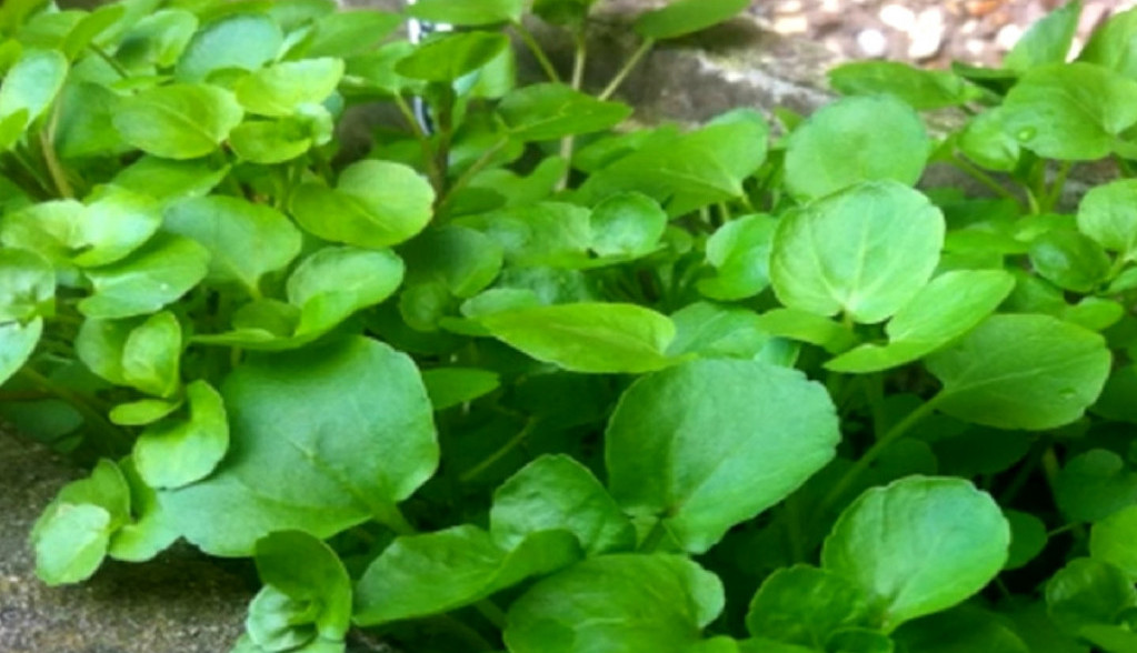 KORISNE SAMONIKLE BILJAKE SRBIJE Jedne je proglašena za NAJZDRAVIJU NA SVETU, evo zašto