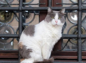 MACE NAS PREDENJEM LEČE? Istraživanja su pokazala da je korisno imati mačku za kućnog ljubimca, evo zašto