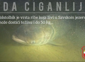 Neverovatan podvodni prizor na Adi Ciganliji: Čačanski ronici usnimili kapitalni primerak ribe Tolstolobik, dugačka preko jednog metra i teška oko 50 kilograma