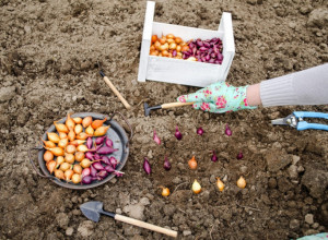 4 RAZLOGA DA OVU JESEN POSEJETE LUK: Savet baštovana koji ne smete da zanemarite