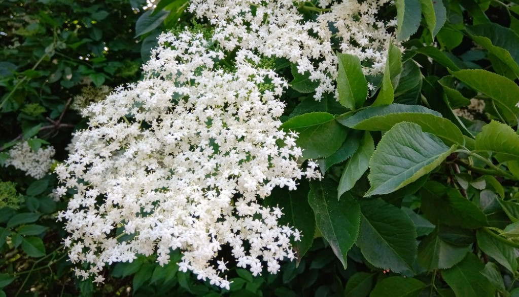 NAJZDRAVIJE BILJKE SRBIJE Samonikle i neugledne ali moćne!