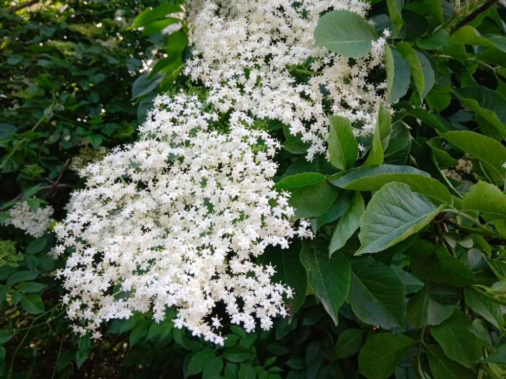 NAJZDRAVIJE BILJKE SRBIJE Samonikle i neugledne ali moćne!