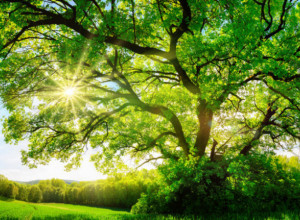 NARODNA VEROVANJA KOJA SE VEZUJU ZA BILJKE: Bosiljka donosi sreću, a ove biljke probkletstvo - nemojte ih saditi blizu kuće