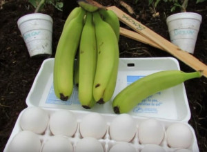 Stavio je bananu i jaje u zemlju: Neverovatan efekat oduševio sve koji su probali! (VIDEO)