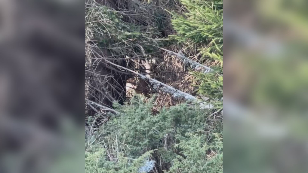 Neverovatan susret, oči u oči sa šumskim gorostasom: Matija na Kopaoniku ugledao mladog i uplašenog jelena, sve snimio mobilnim telefonom