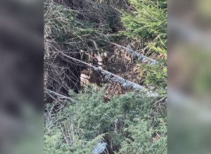 Neverovatan susret, oči u oči sa šumskim gorostasom: Matija na Kopaoniku ugledao mladog i uplašenog jelena, sve snimio mobilnim telefonom