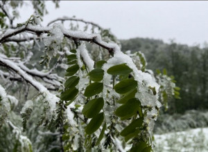Sneg pade na behar, na voće: Vremenske (ne)prilike zadale nove glavobolje poljoprivrednicima, težak sneg mogao bi da slomi grane i uništi plodove