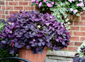 OVAKO SE NEGUJE NAJLEPŠI PROLEĆNI CVET: Uspeva čak i početnicima, a verovanje kaže da privlači veliku sreću!